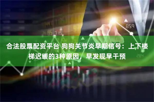 合法股票配资平台 狗狗关节炎早期信号：上下楼梯迟缓的3种原因，早发现早干预